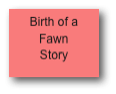 Birth of a 
Fawn
Story